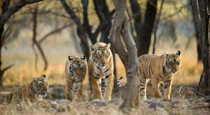 In Search of Royal Bengal Tigers staying in Stylish Boutique Hotels