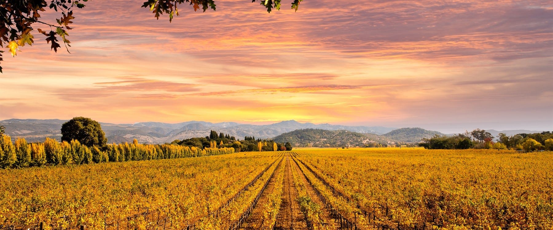 Napa Valley