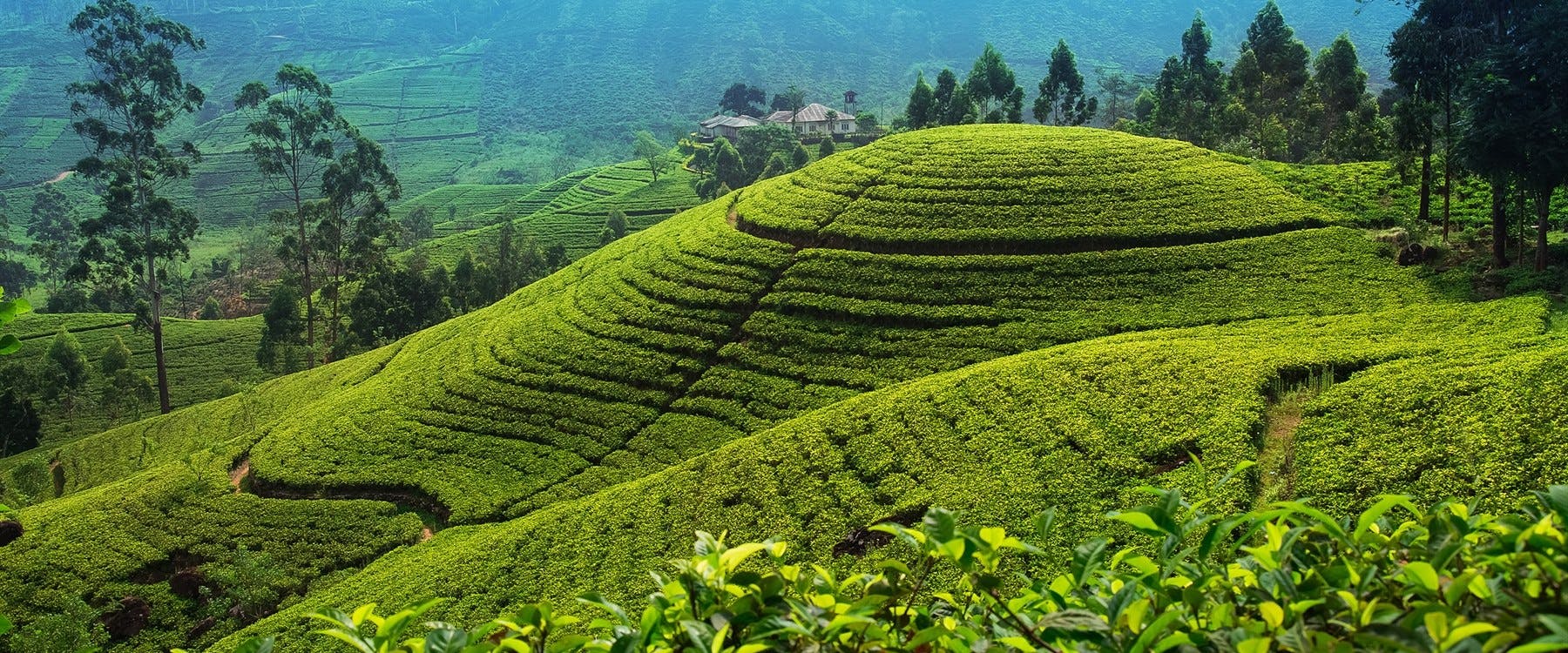 Tea Country