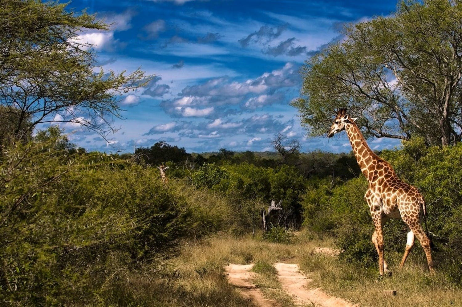 Lion Sands Ivory Lodge