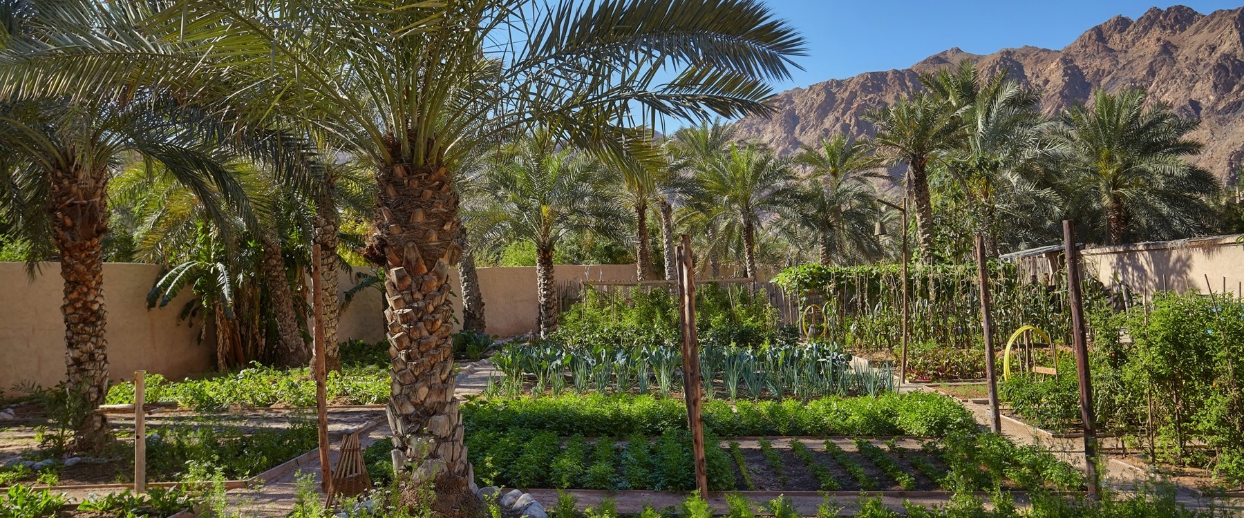 Organic garden at Six Senses Zighy Bay, Oman