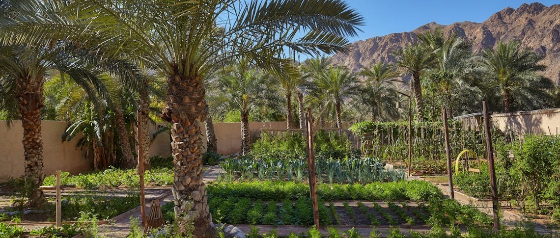 Organic garden at Six Senses Zighy Bay, Oman