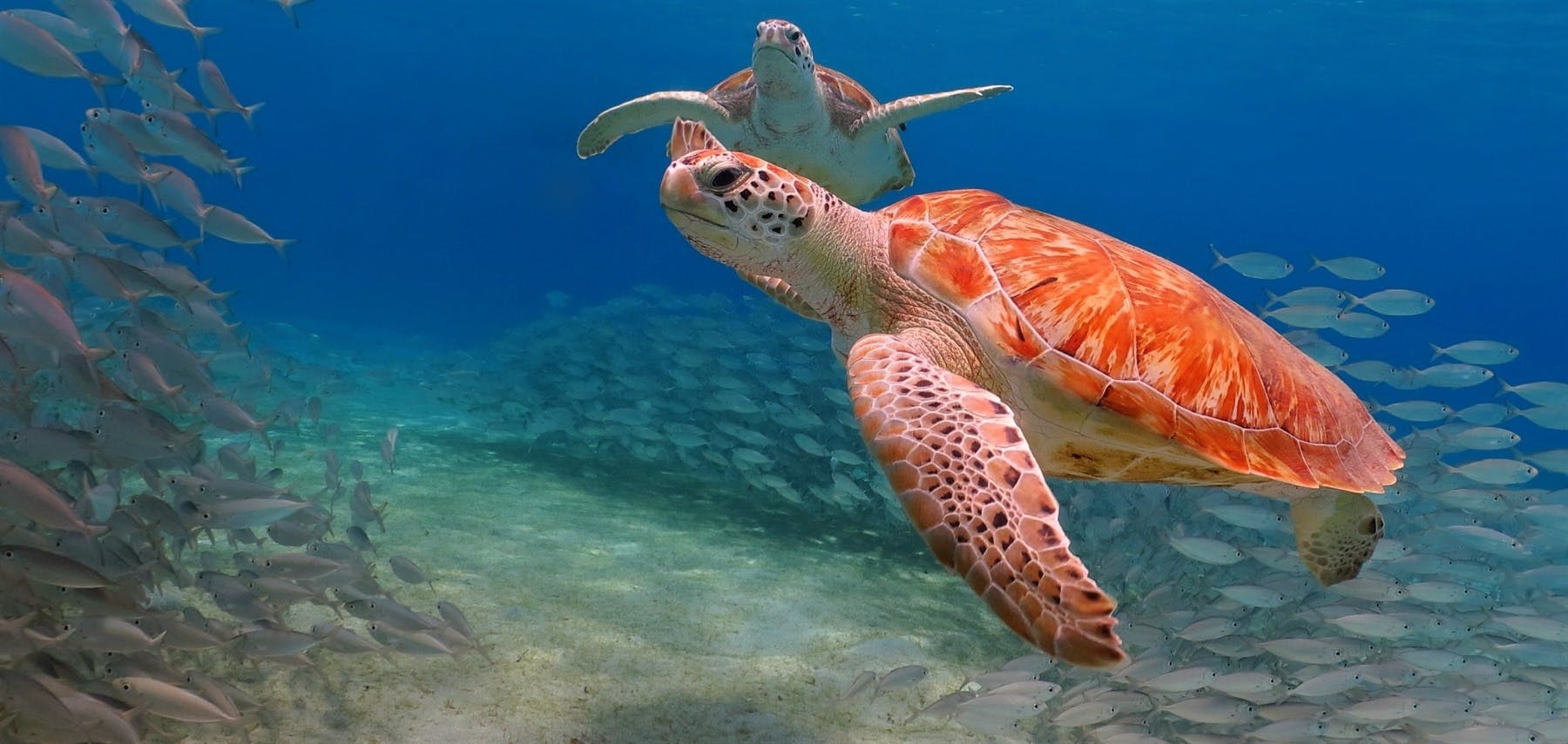 Miami Magic with Turks & Caicos image 1