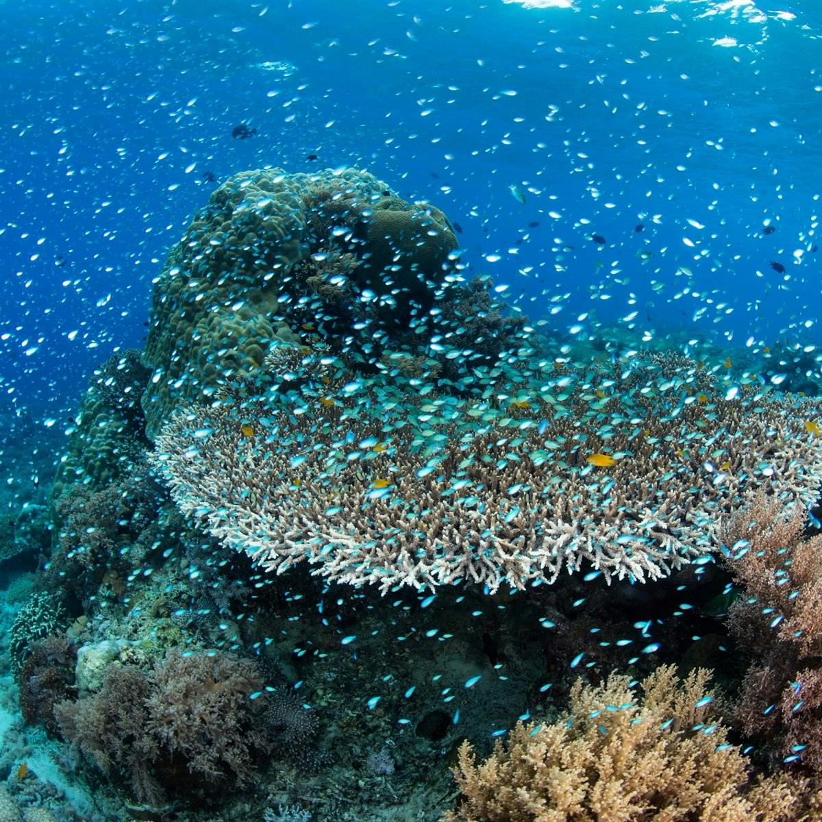 Arrival Labuan Bajo - Pink Beach
