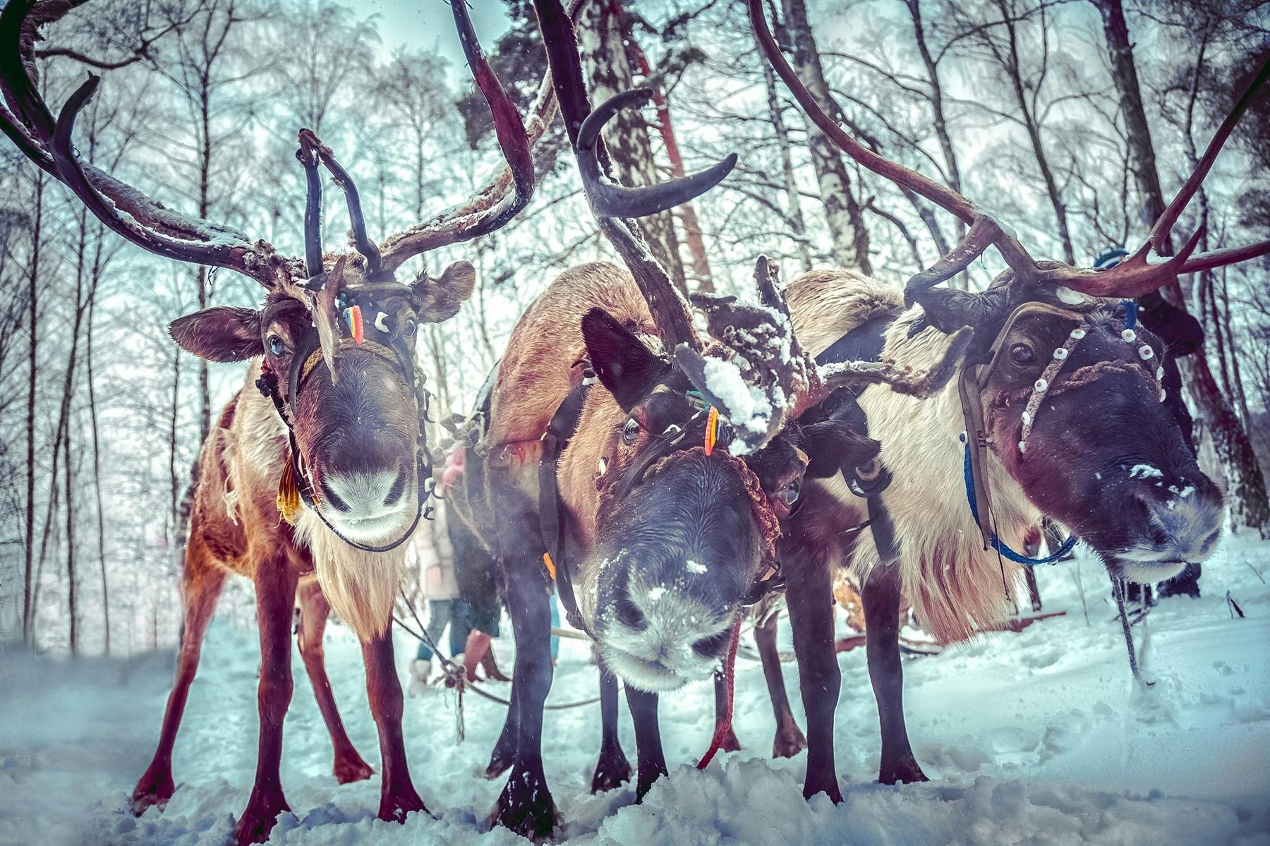 Ultra Luxury Magical Lapland Experience  image 1