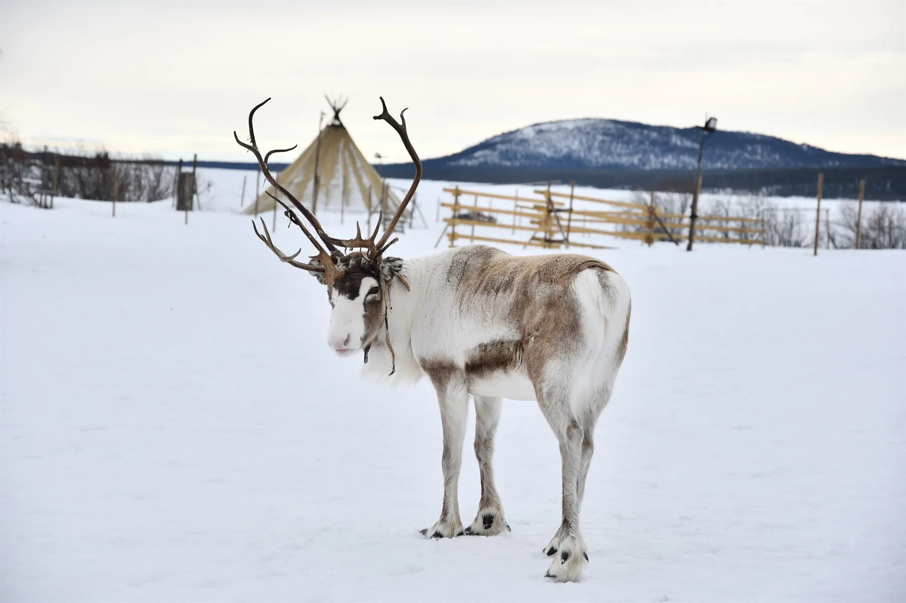 | Sami Experience & Snowshoe Walk