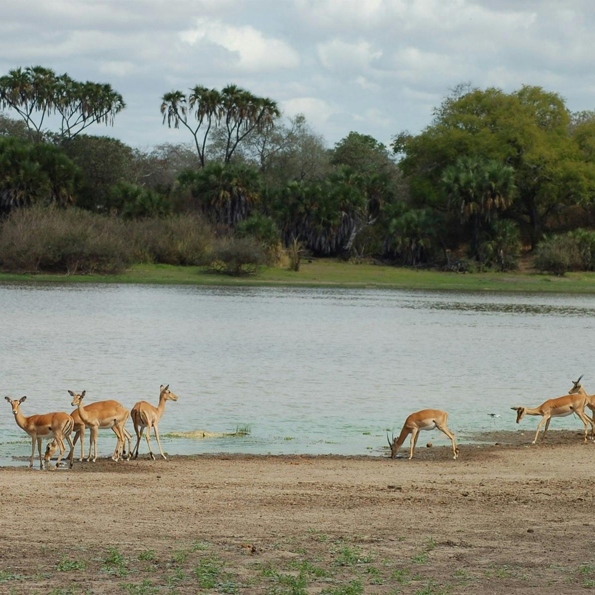 Selous Game Reserve