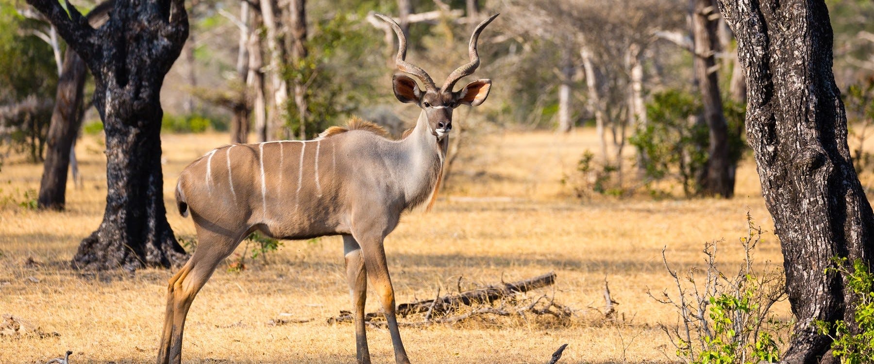 Selous National Park
