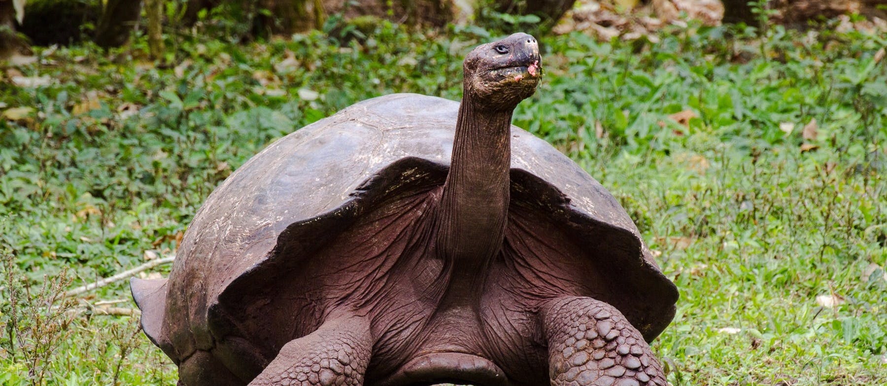 | Manzanillo Giant Tortoise Reserve and Fausto Llerena Breeding Centre, Santa Cruz Island 
