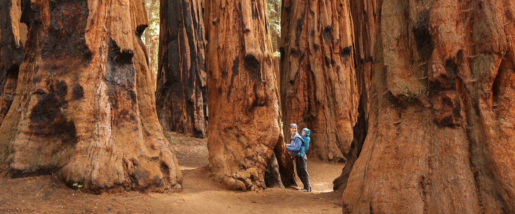 Napa Valley to Yosemite National Park (226 miles)