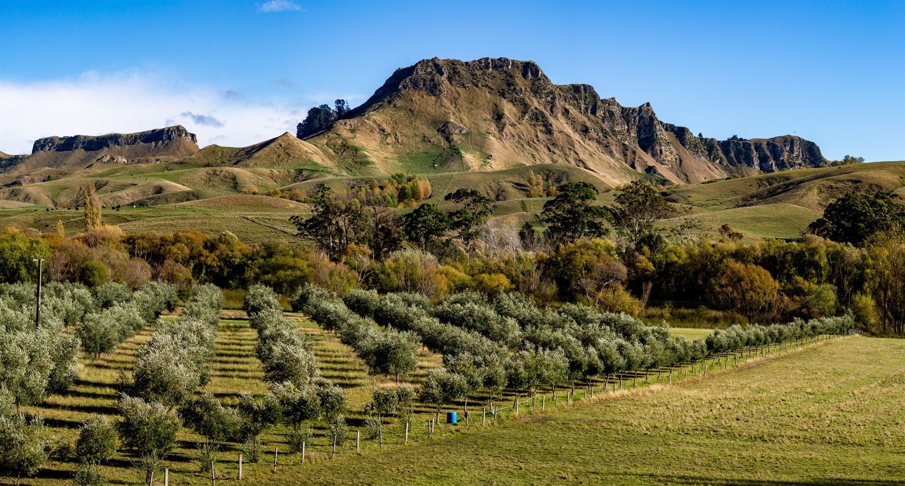 Hawkes Bay Wine Tour