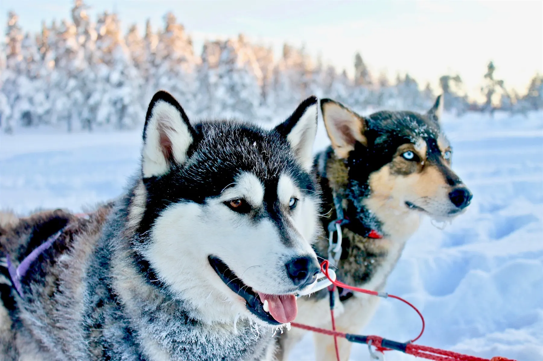 | Dogsledding & snowmobiling