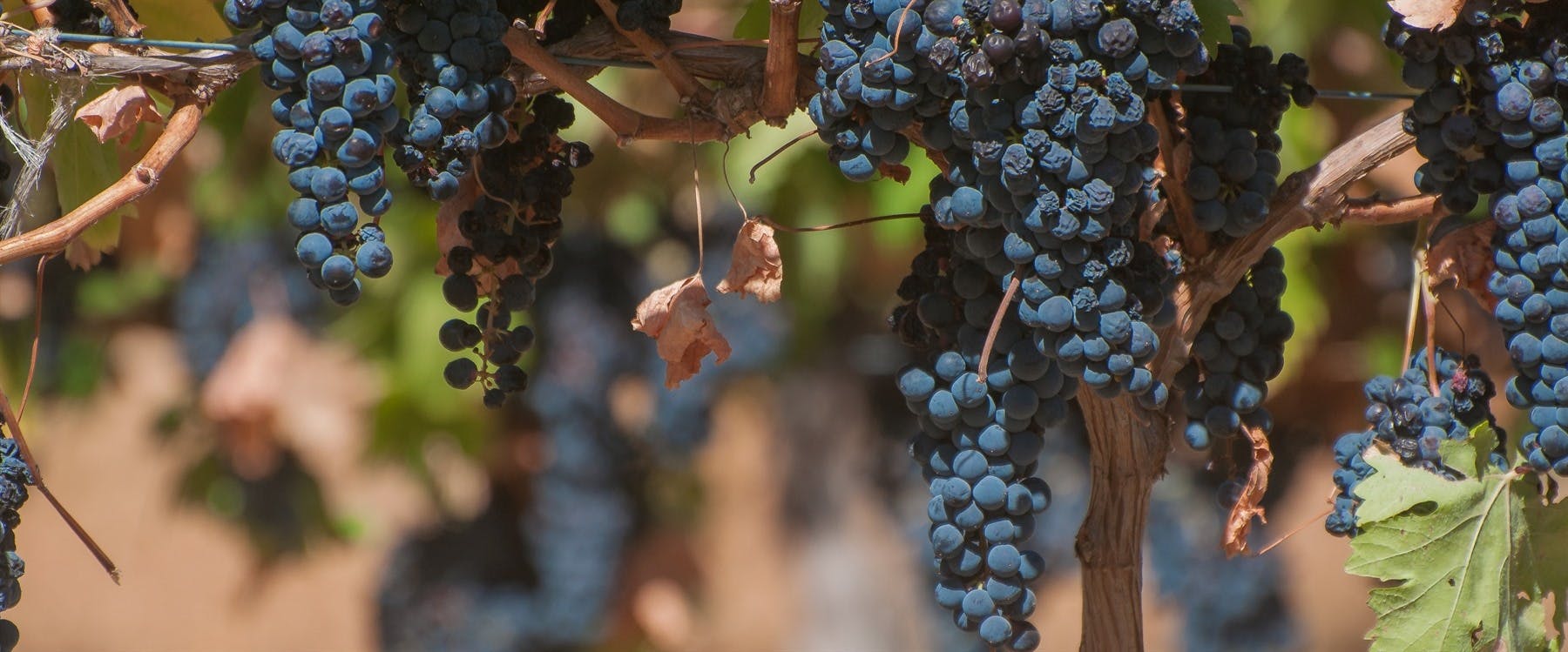 Swan Valley Gourmet Wine Cruise