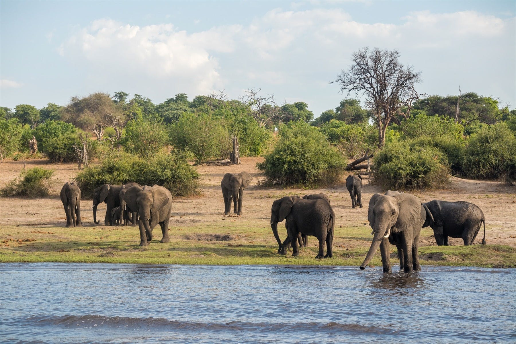 | Chobe River Cruise