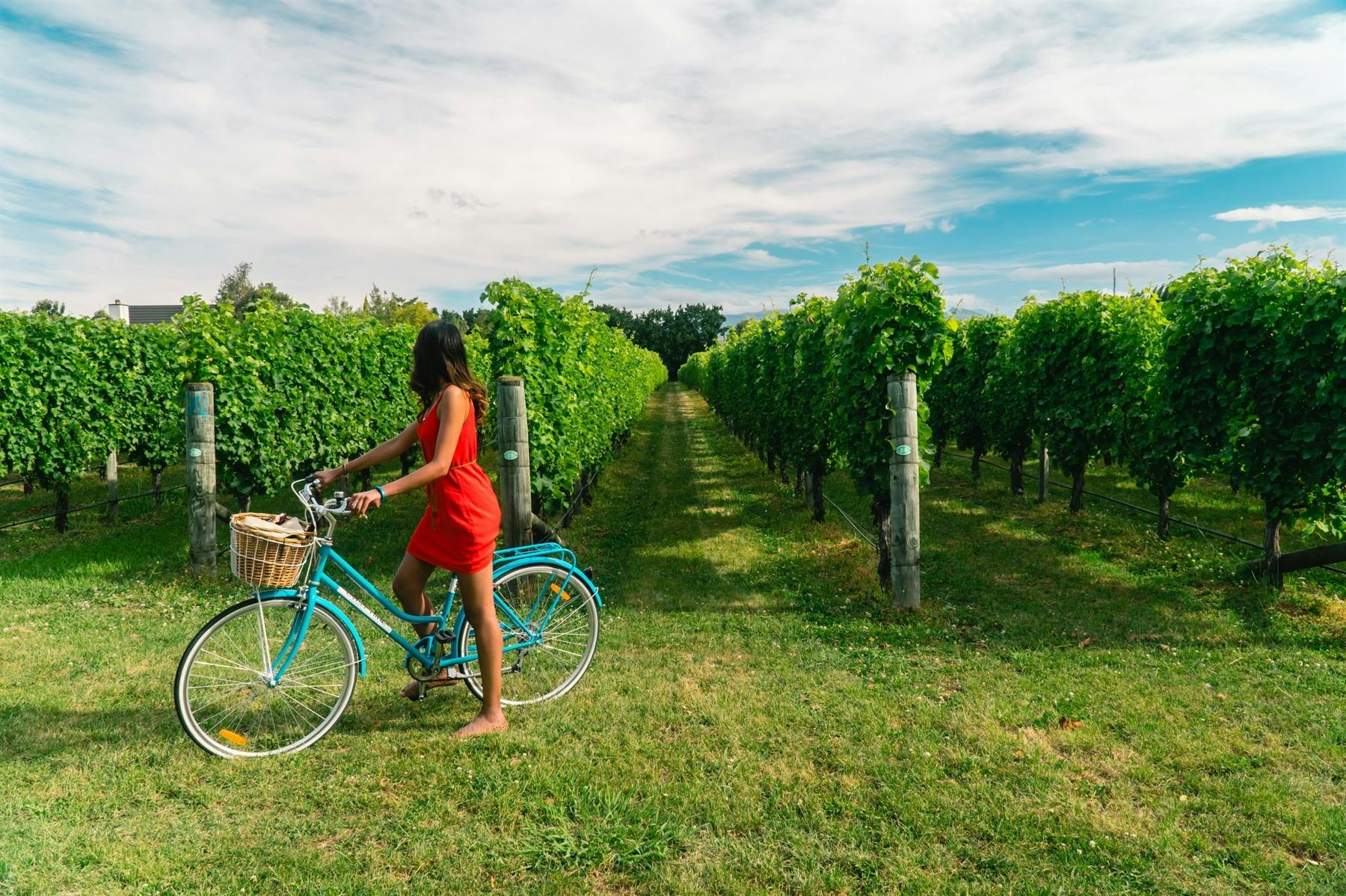 Marlborough Wine Tour by Bicycle