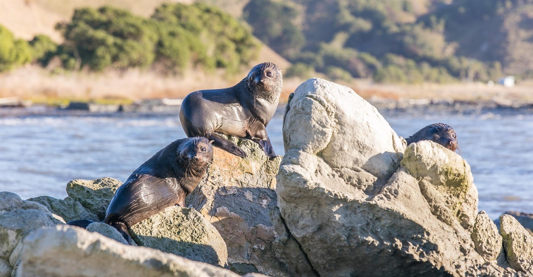 Kayaking Kaikoura Coast