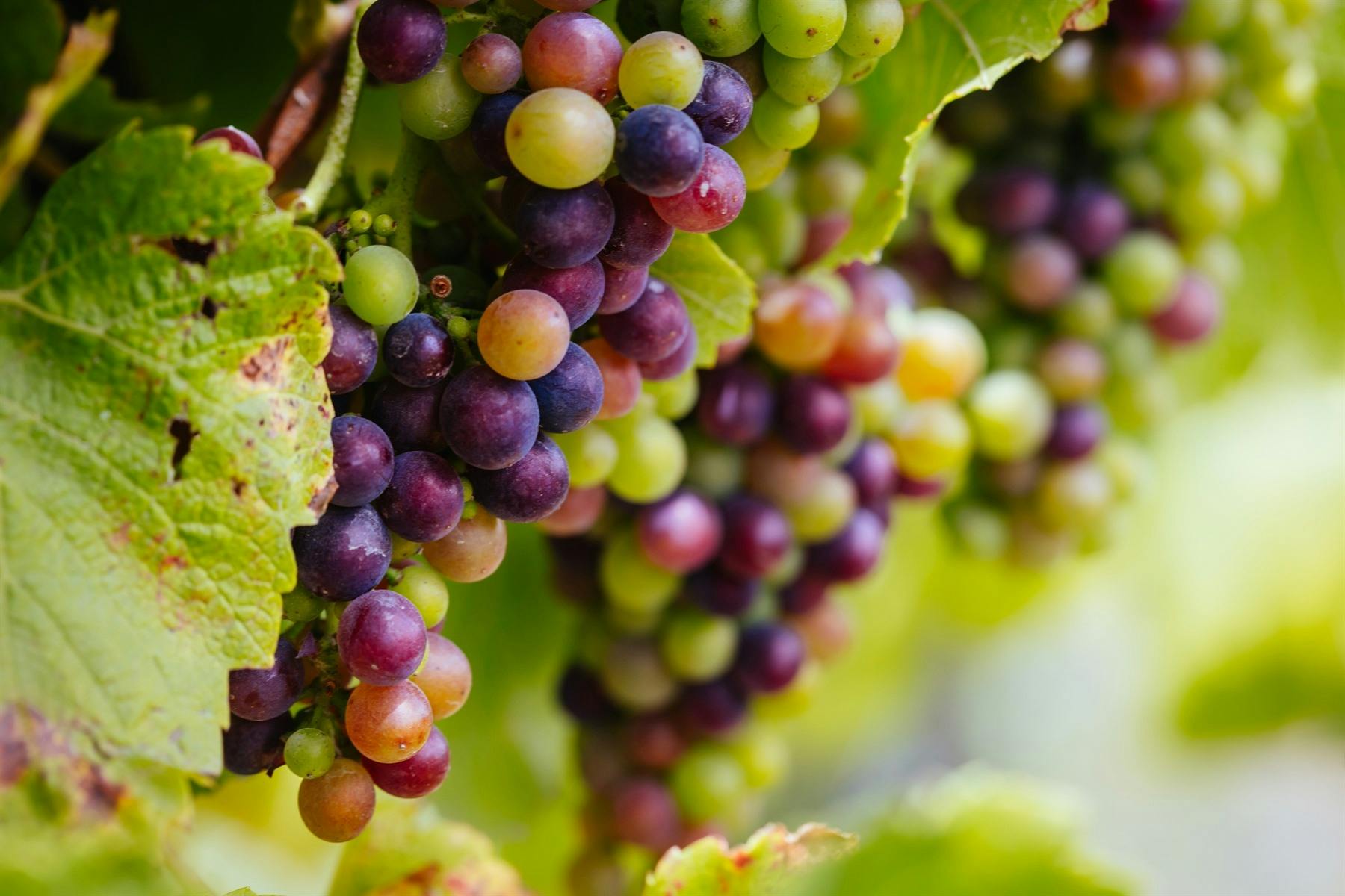 Montalto Estate Hosted Wine Tasting and Lunch 