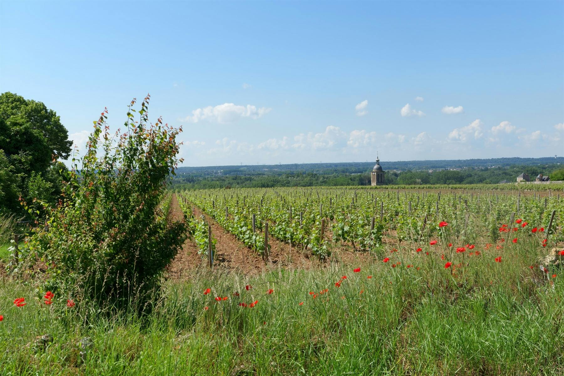 | Angé – Chargé, Vouvray 