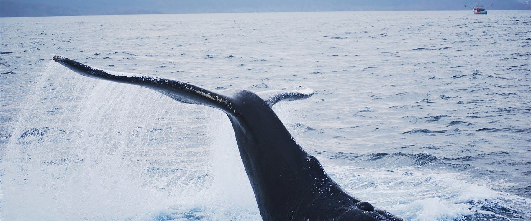 Whale Watch and Puffin Cruise