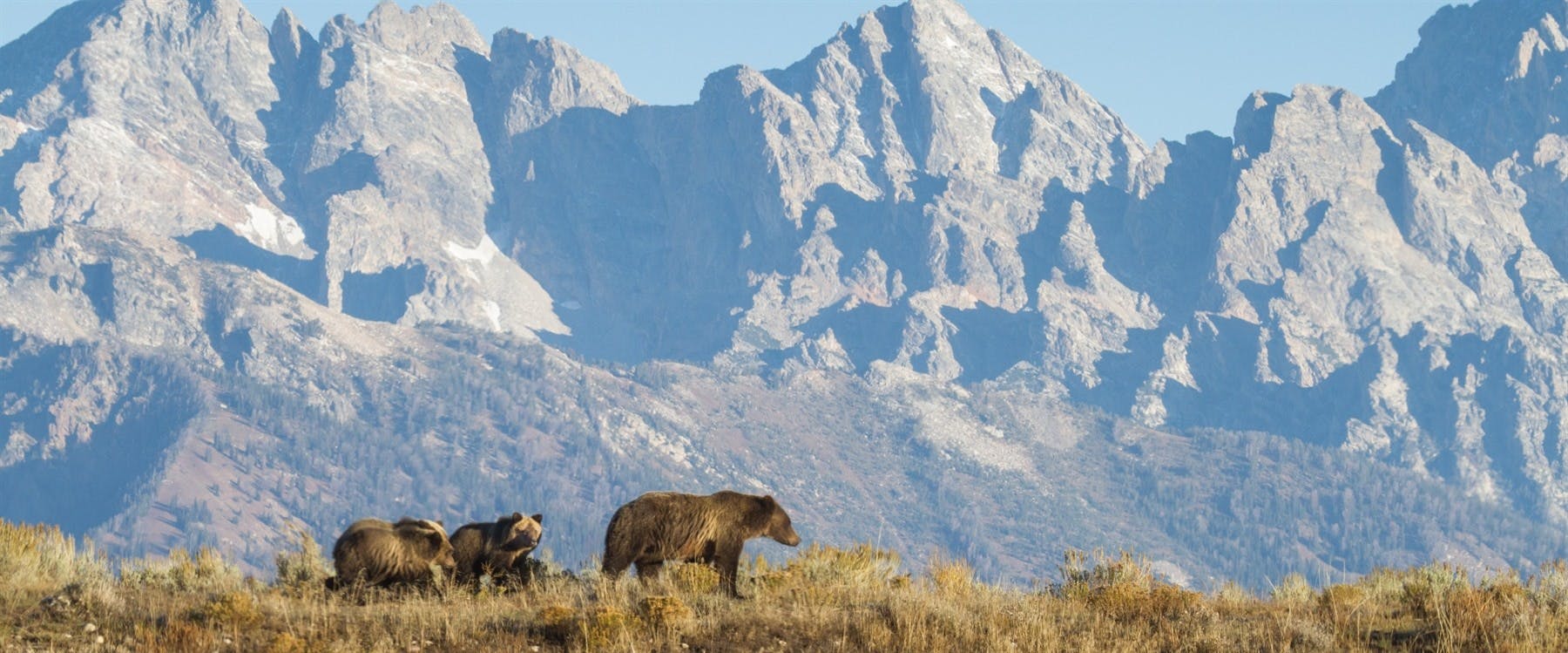 Private Wildlife Tour of Grand Teton National Park