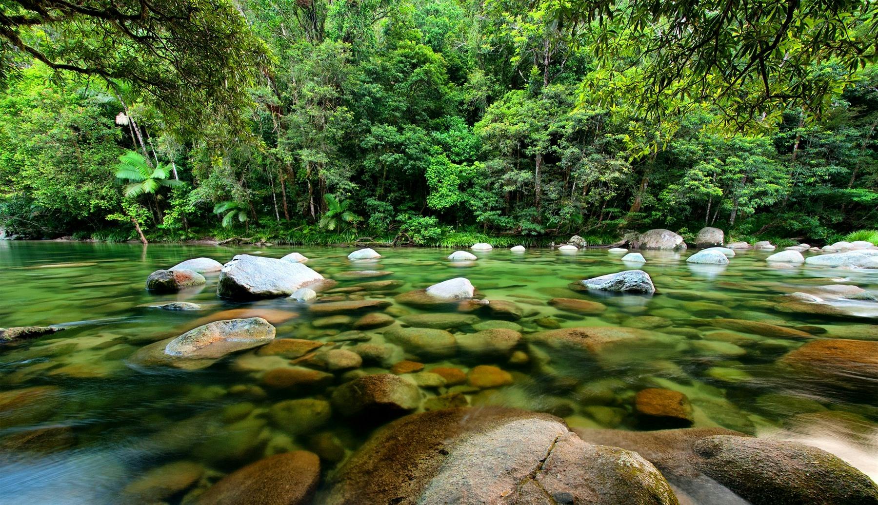 Daintree & Cape Tribulation Tour