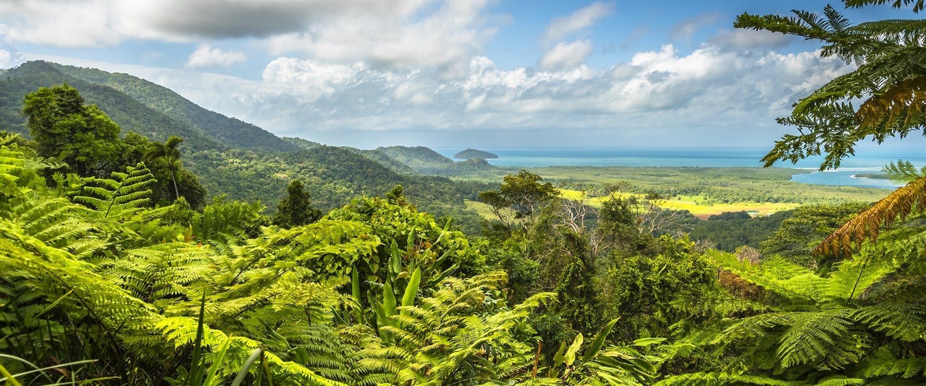 Daintree Dreaming Tour