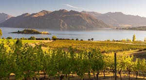 Highlights of New Zealand Wineries