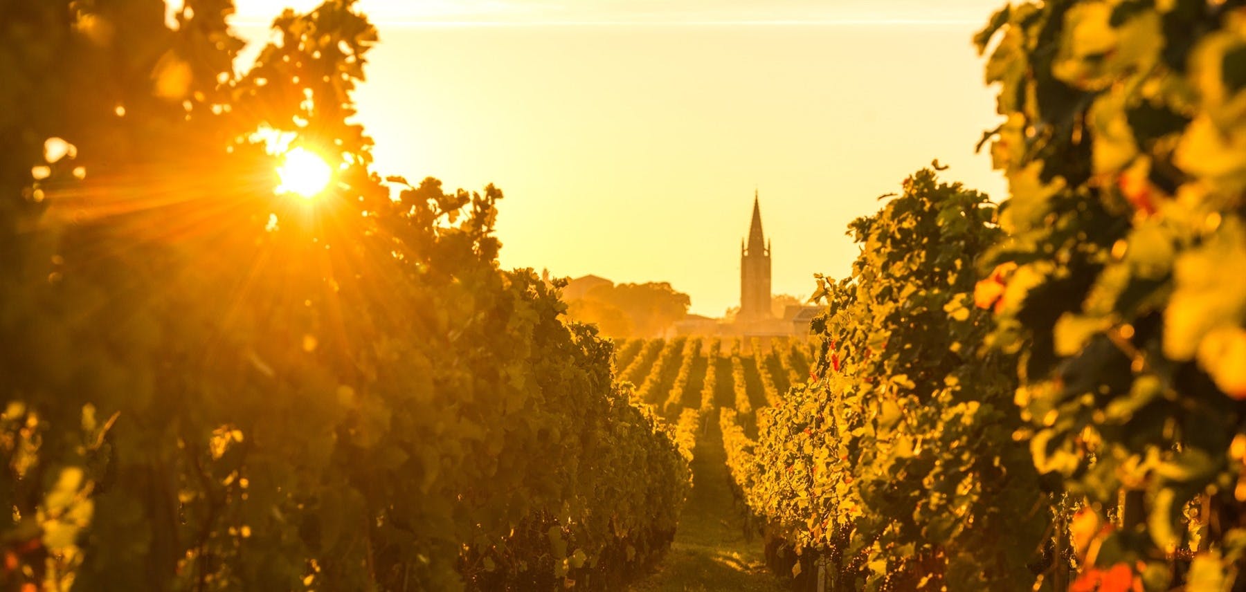 Wines & Landscapes of Bordeaux image 1