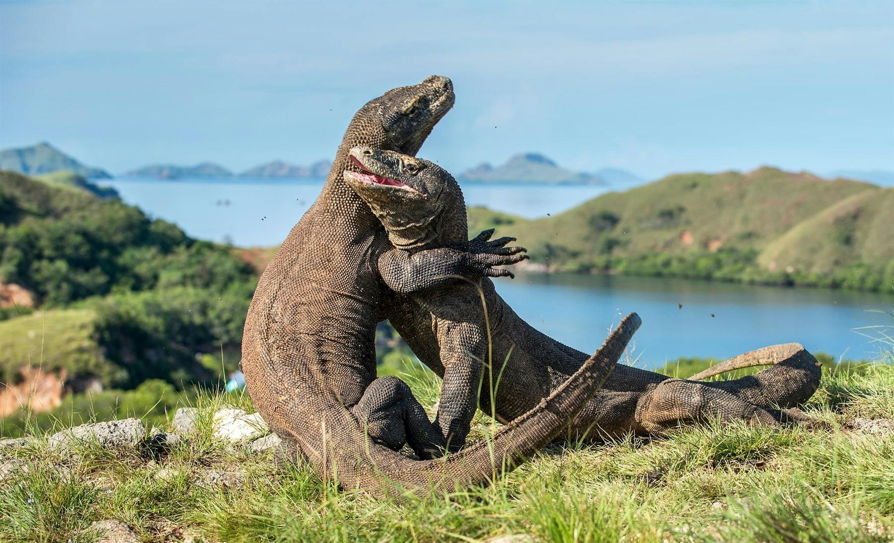 | Komodo Island & Batu Moncho 