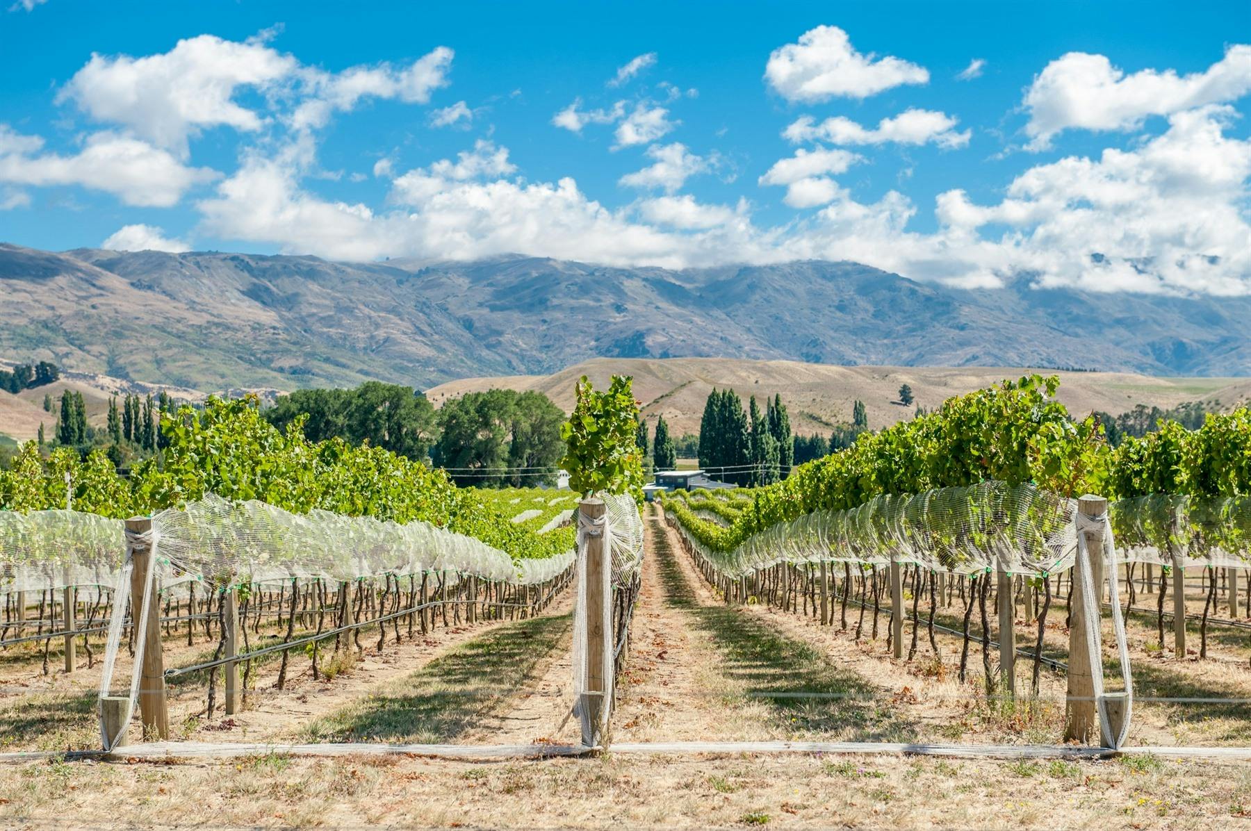 Queenstown Gourmet Wine Tour