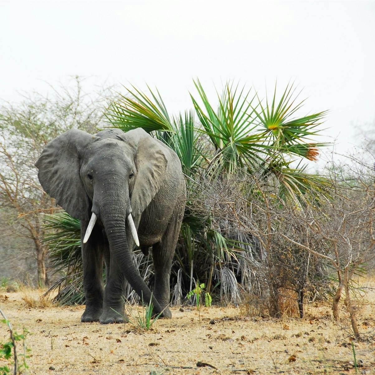 Selous Game Reserve