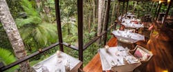silky daintree rainforest