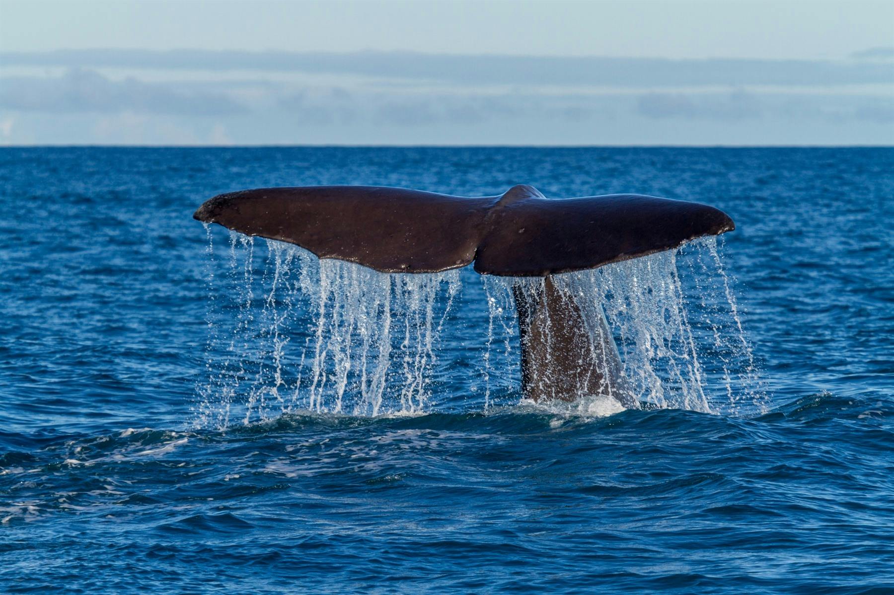 Optional Whale Watching; Travel to North Island