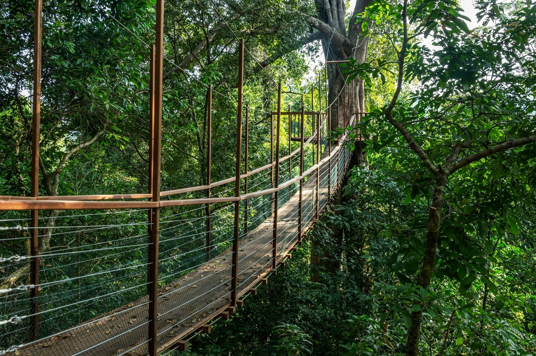 Canopy Walk at The Datai Langkawi