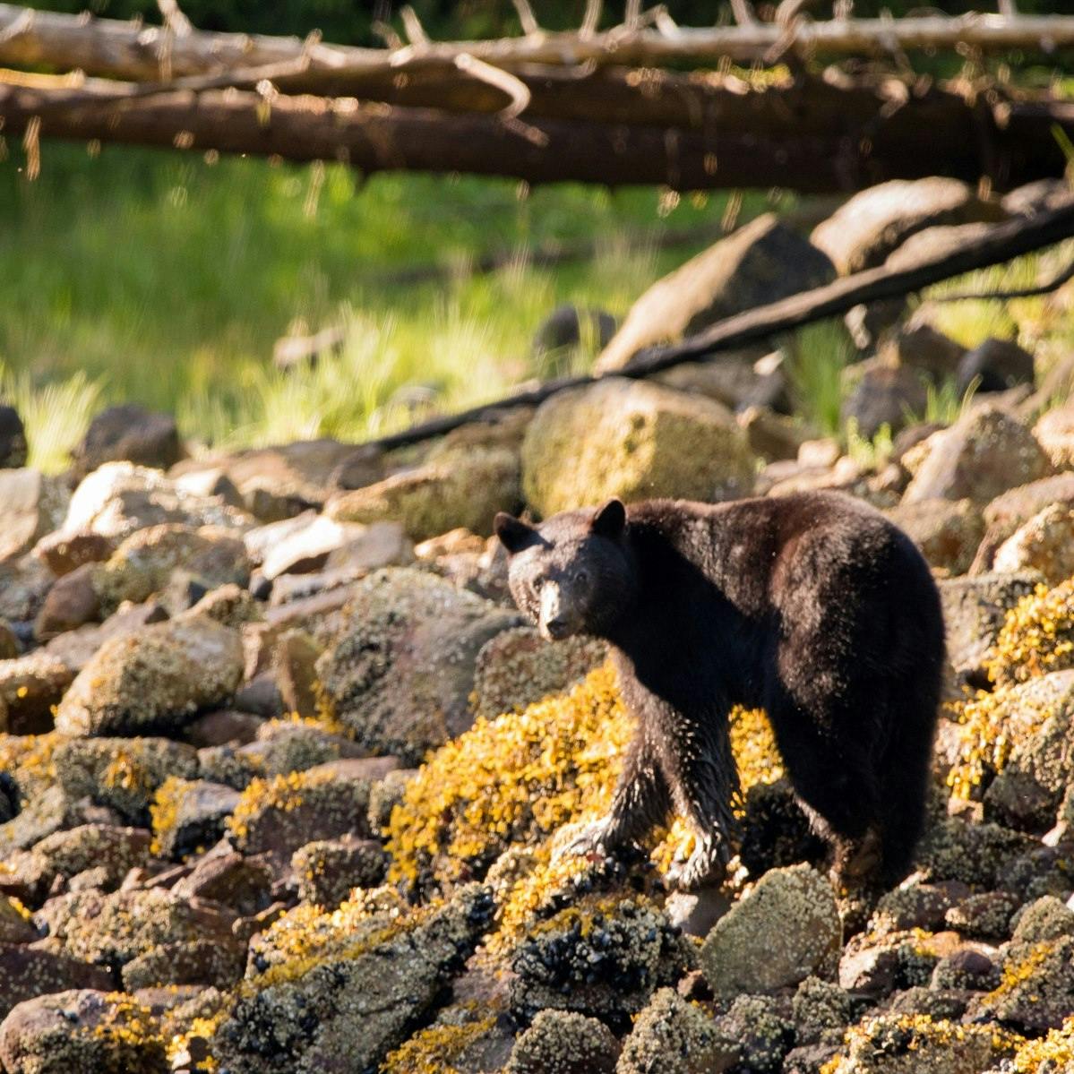 Tofino Whale or Coastal Bear Watching