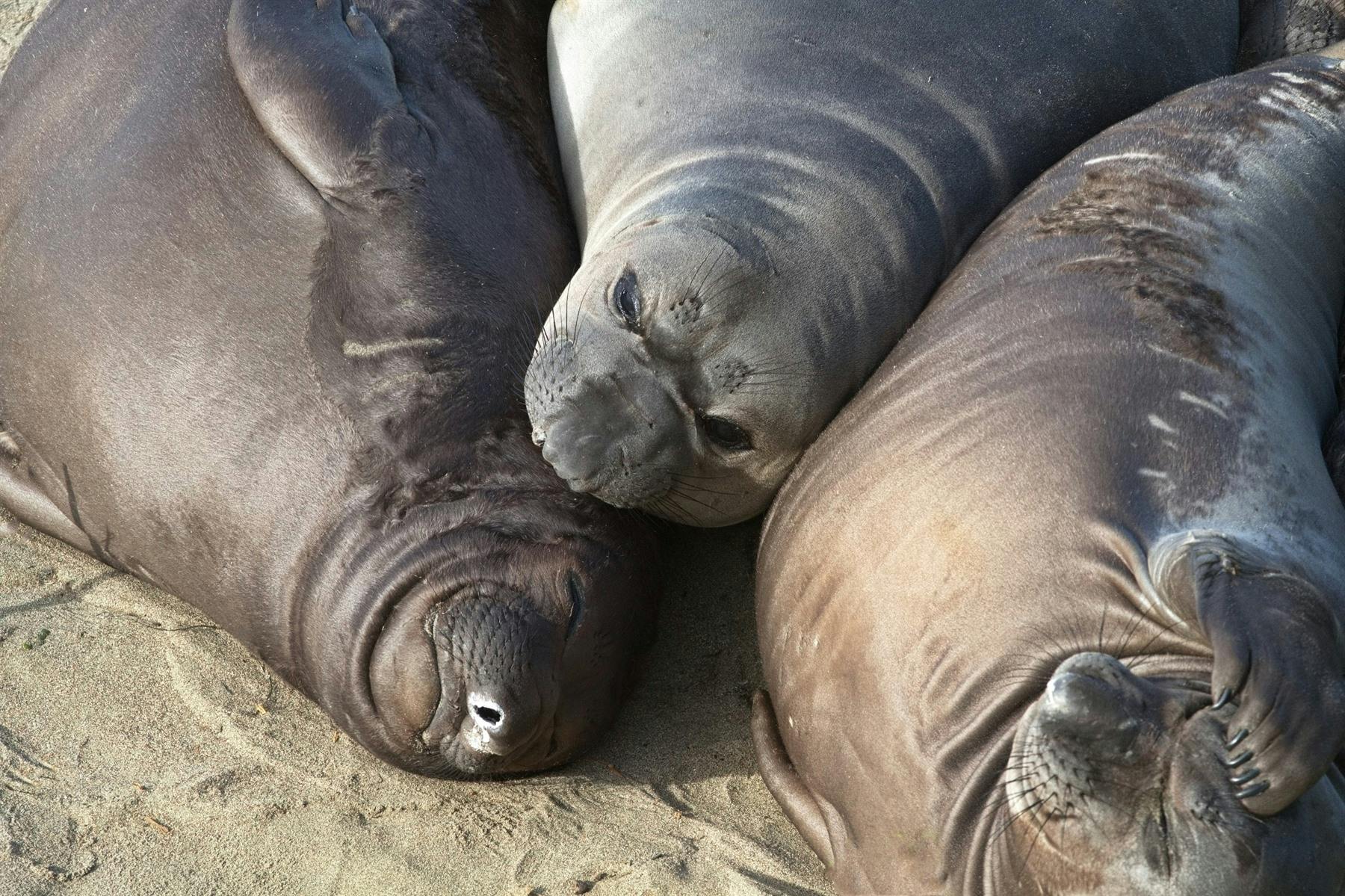 | Santa Barbara to Monterey via the Big Sur (231 miles)