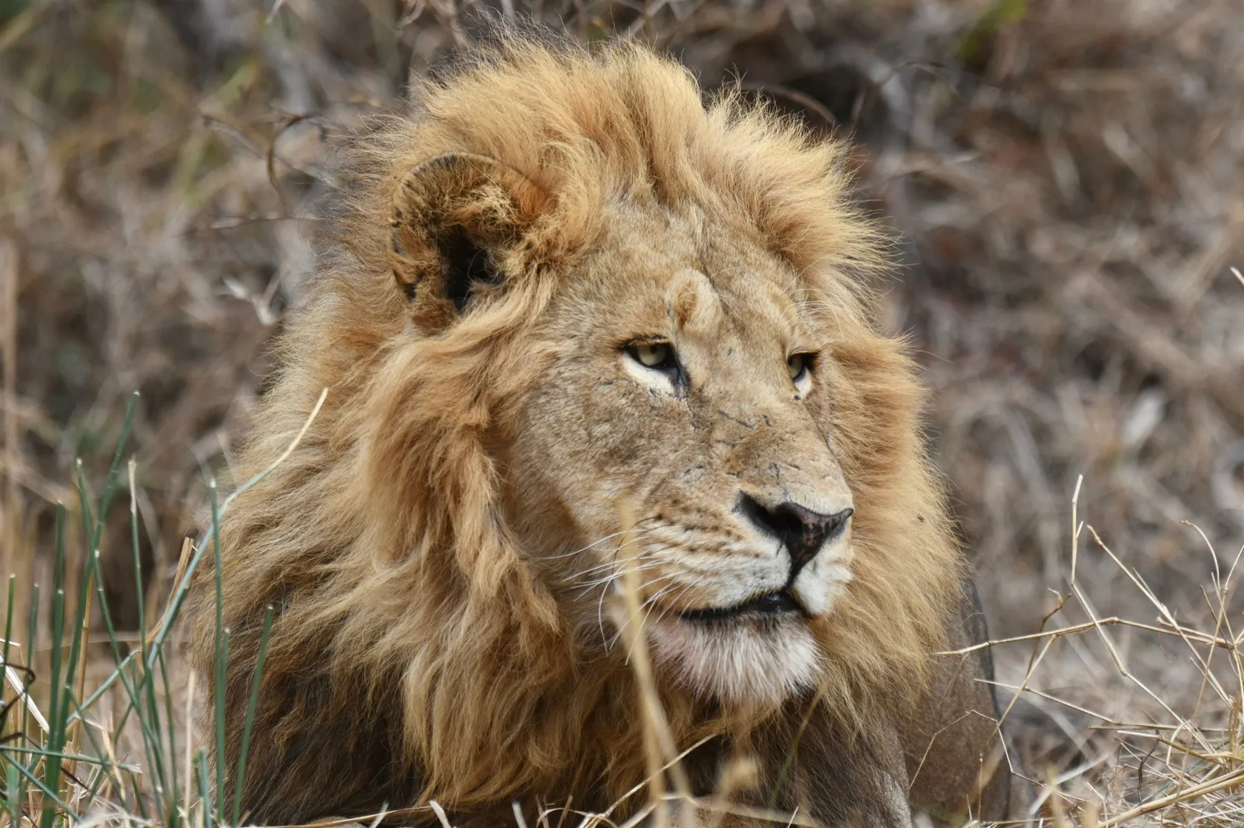 | 27 – 29 January 2027 | Sabi Sands, South Africa