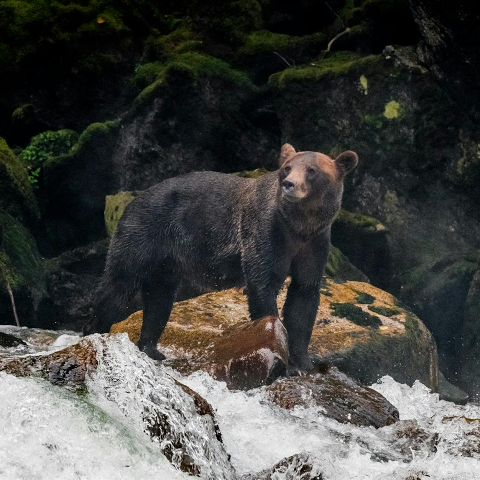 wildlife tours on vancouver island