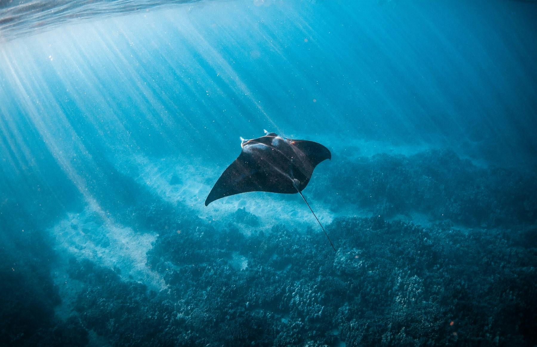 | Kohala Rainforest & manta ray experience