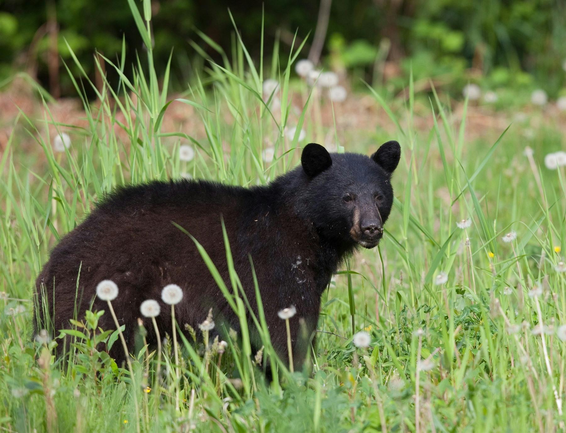 Tyax Wilderness Resort - Whistler (145 miles)