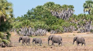 Selous Safari and Zanzibar Retreat